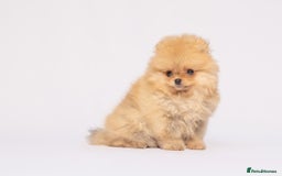 Pomeranian dogs for sale: True to type Pomeranian Puppies  - Image 10
