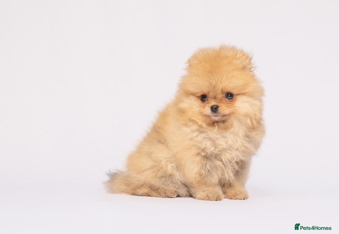 Pomeranian dogs for sale: True to type Pomeranian Puppies  - Image 10