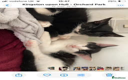 Domestic Shorthair cats for sale: 3 kittens for sale  - Image 5