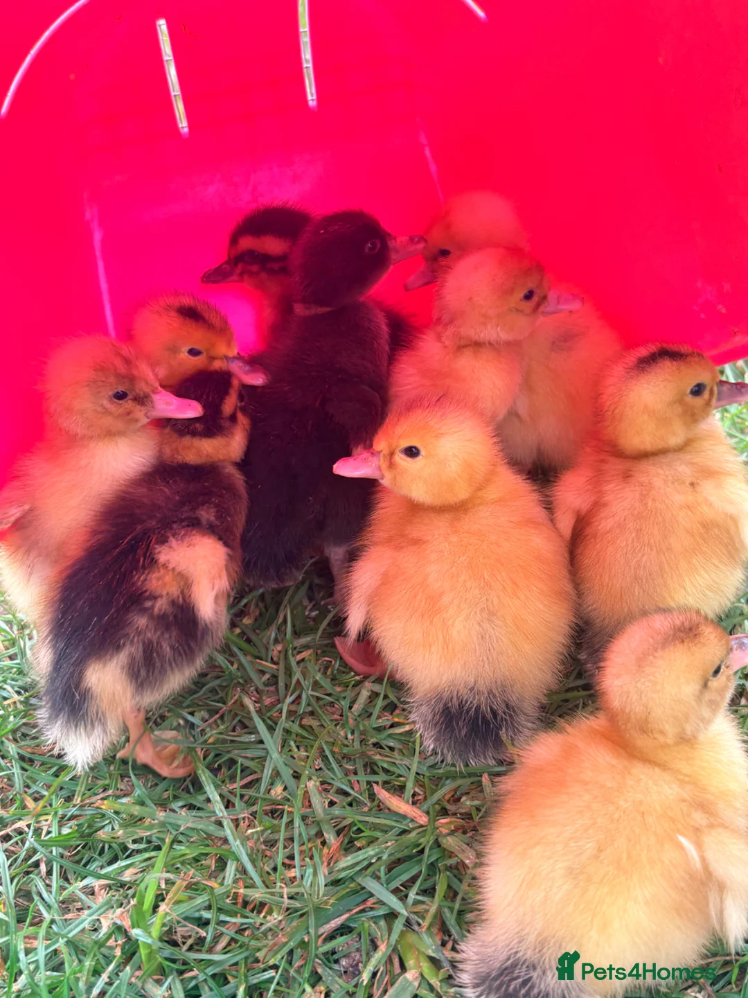 Chickens poultry for sale: Brahma,buff Orbington chick,Sebastopol Gosling and - Advert 10