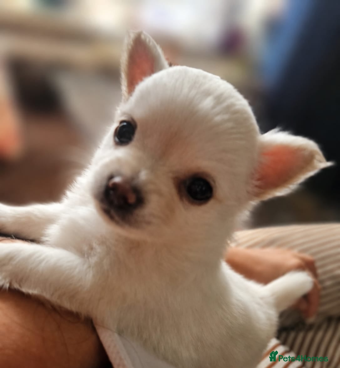 Chihuahua dogs 5 week old DNA-Tested Luxury Chihuahua Puppies - Advert 14