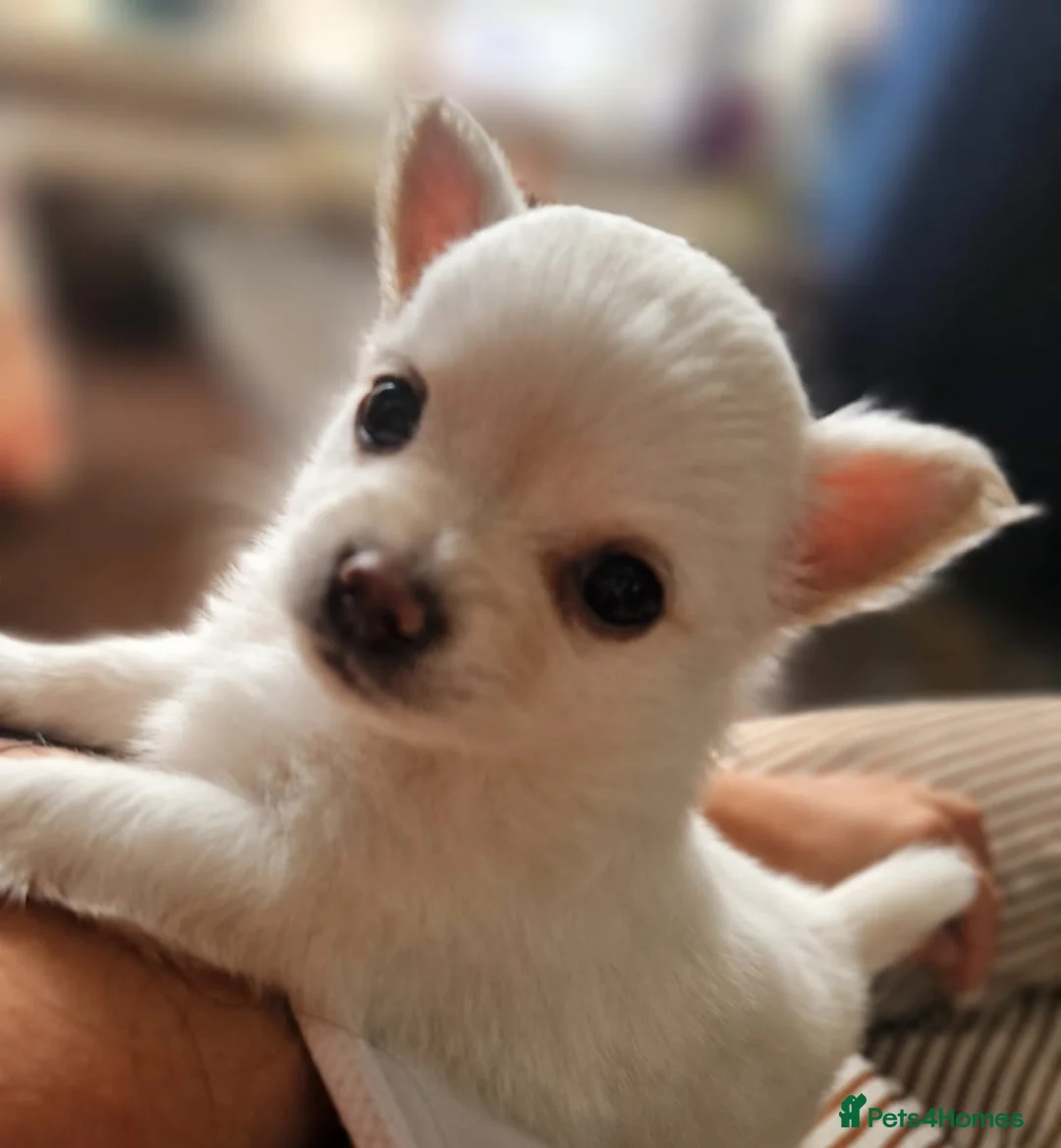 Chihuahua dogs for sale: First jab and health checked Luxury Chihuahua pups - Advert 1