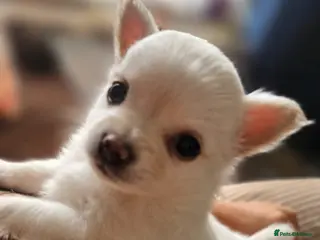 Chihuahua dogs Ready next thursday Luxury Chihuahua pups - Advert 2
