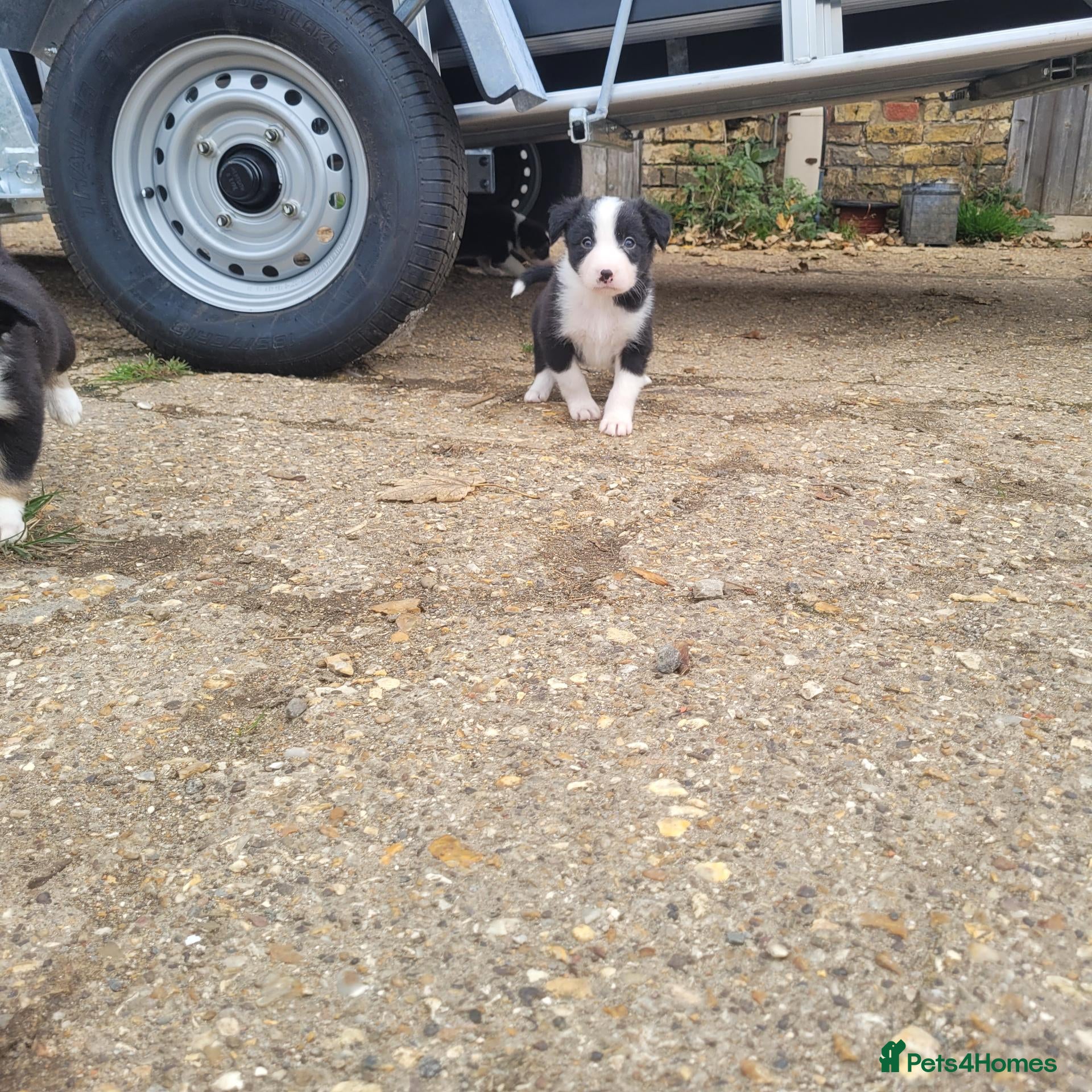 Border Collie dogs Working collie pups - Advert 12