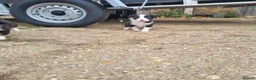 Border Collie dogs for sale: Working collie pups in Market Rasen - Advert 2