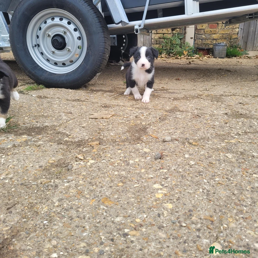 Border Collie dogs for sale: Working collie pups in Market Rasen - Advert 2