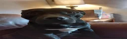 Staffordshire Bull Terrier dogs for sale: Staffy pups - Advert 8