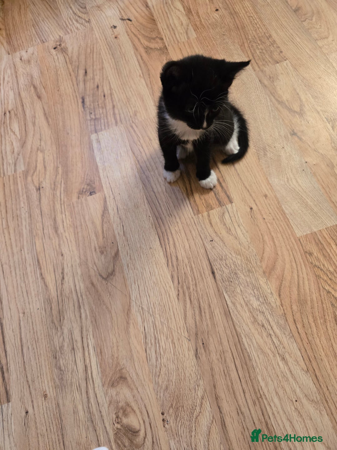 Mixed Breed cats for sale: 5 BEAUTIFUL KITTENS LOOKING NEW HOME  - Image 14