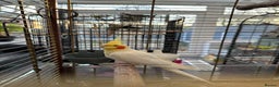 Cockatiels birds for sale: Cockatiel Female + Full Setup Included - Advert 5