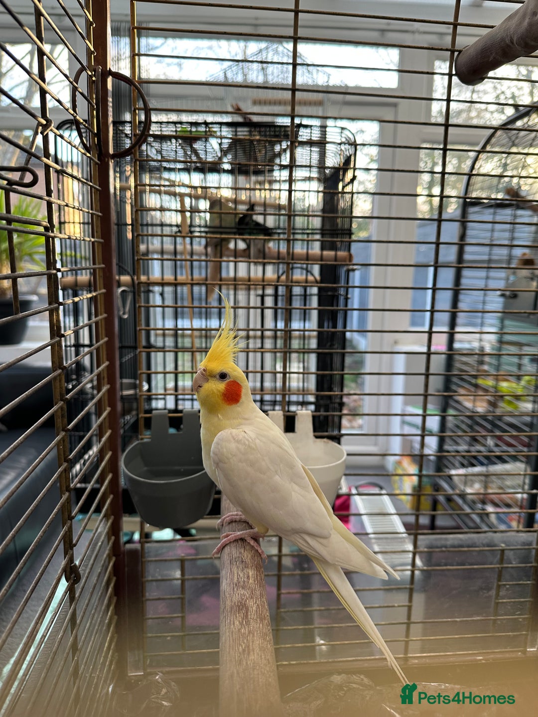 Cockatiels birds for sale: Cockatiel Female + Full Setup Included - Advert 5