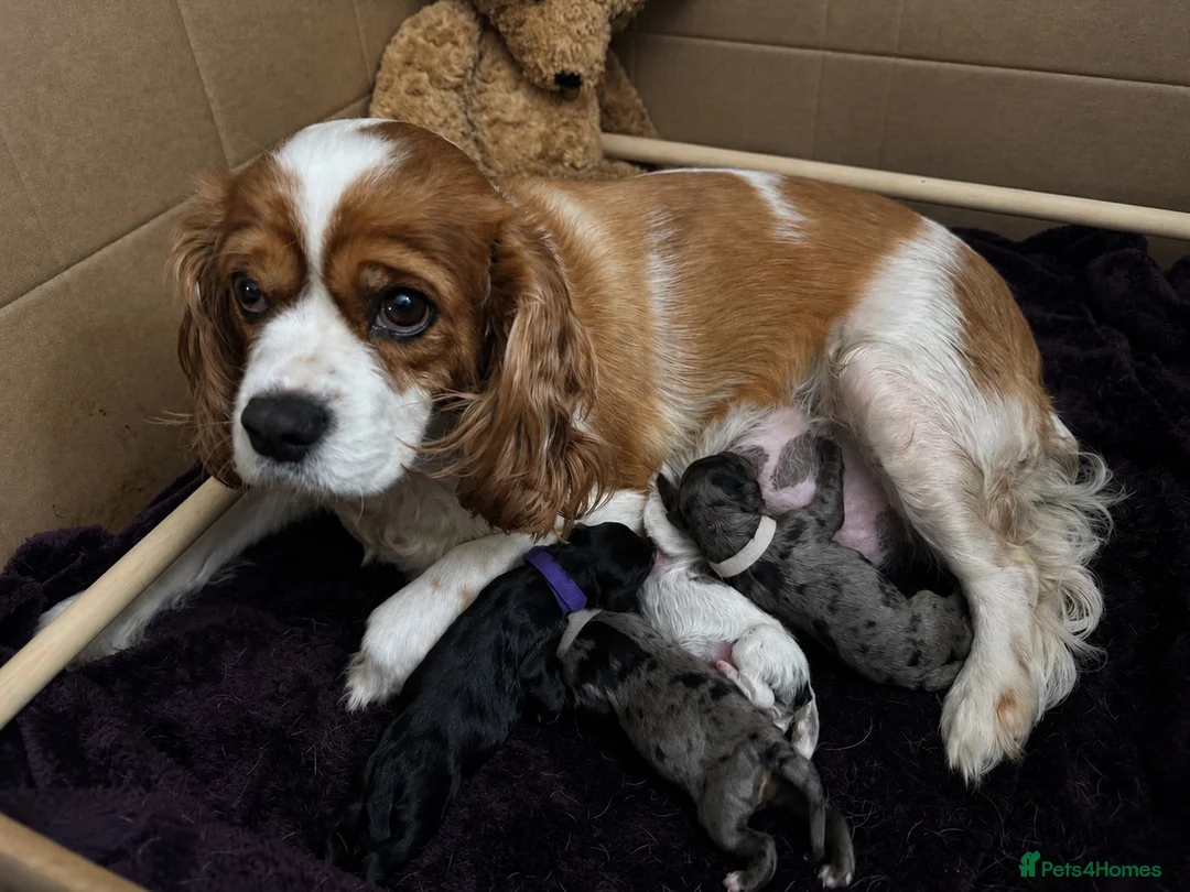 Cavapoo dogs for sale: 4 Beautiful Cavapoo puppies - Advert 1