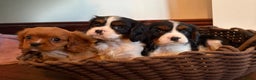 Cavalier King Charles Spaniel dogs for sale: Gorgeous Cavalier King Charles Spaniel Boys - Advert 1