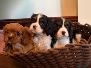 Cavalier King Charles Spaniel dogs Gorgeous Cavalier King Charles Spaniel Boys - Advert 6