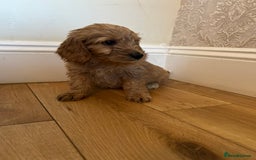 Cockapoo dogs for sale: BEAUTIFULL F1 COCKAPOO PUPPYS - Advert 7