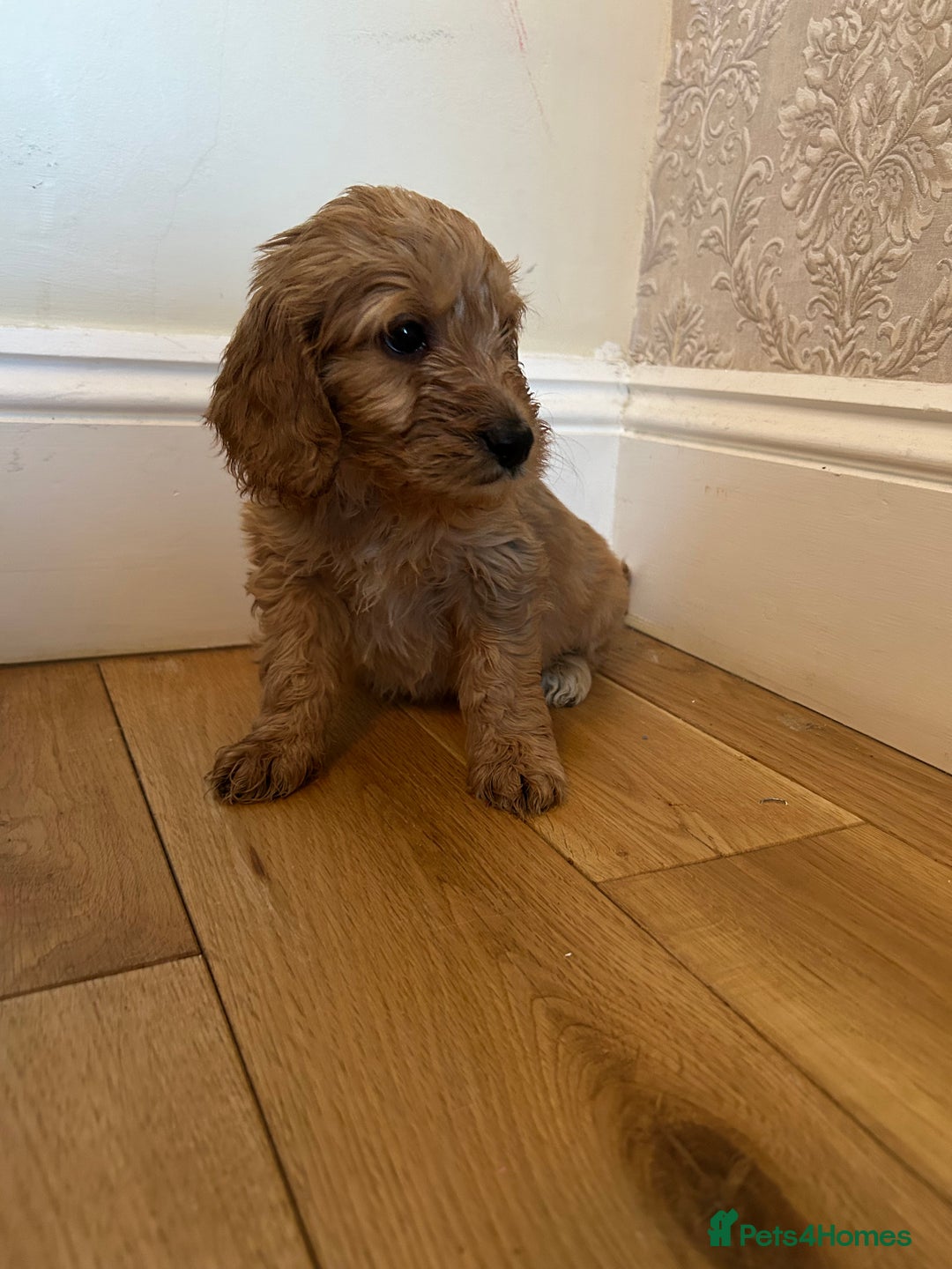 Cockapoo dogs for sale: BEAUTIFULL F1 COCKAPOO PUPPYS - Advert 7