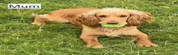 Cocker Spaniel dogs for sale: Beautiful cocker spaniel puppies, KC Reg/H tested - Advert 9