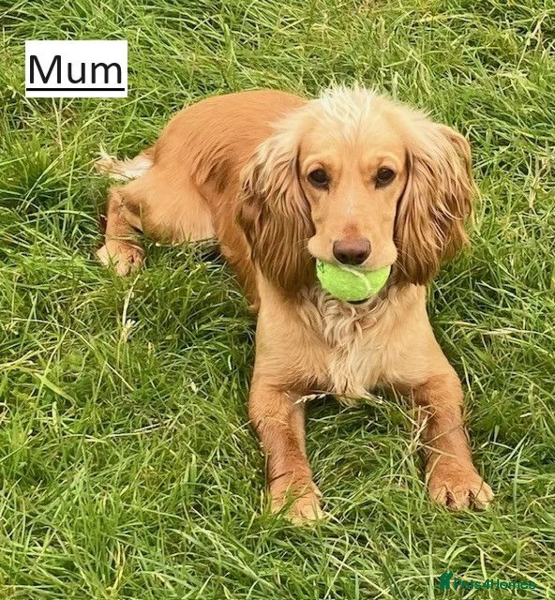Cocker Spaniel dogs for sale: Beautiful cocker spaniel puppies, KC Reg/H tested - Advert 9
