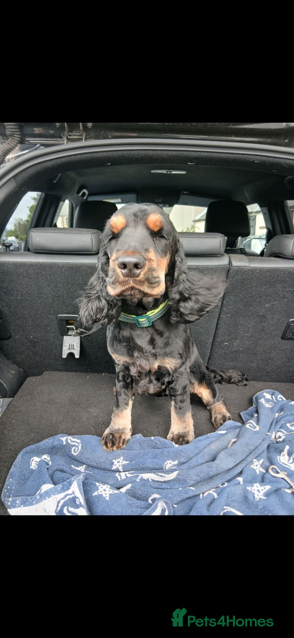Cocker Spaniel dogs Black and Tan Show Cocker Spaniel - Advert 1