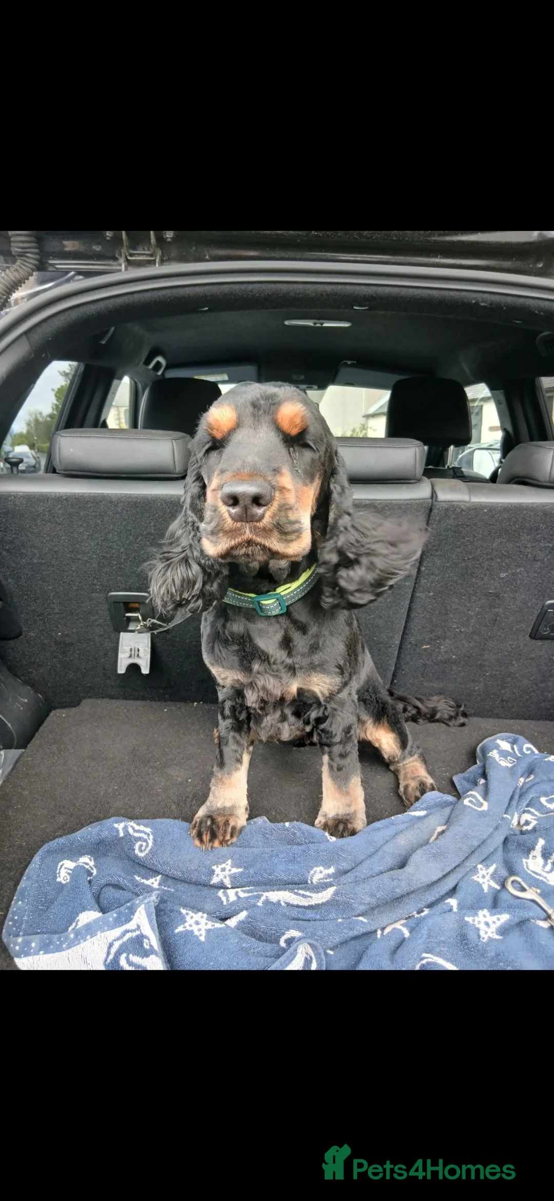 Cocker Spaniel dogs for sale: Black and Tan Show Cocker Spaniel - Advert 1