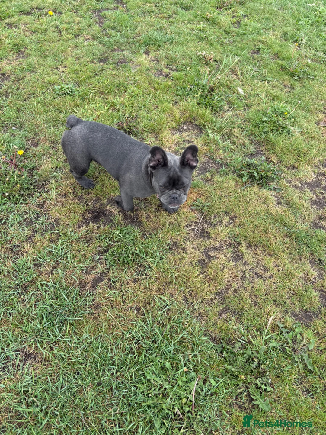 French Bulldog dogs for sale: Meet Pepper in Scunthorpe - Advert 2