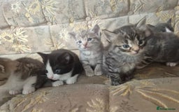 Egyptian Mau cats for sale: Egyptian mau x - Image 9