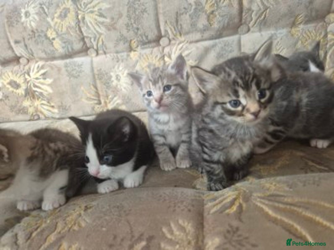 Egyptian Mau cats for sale: Egyptian mau x - Image 9