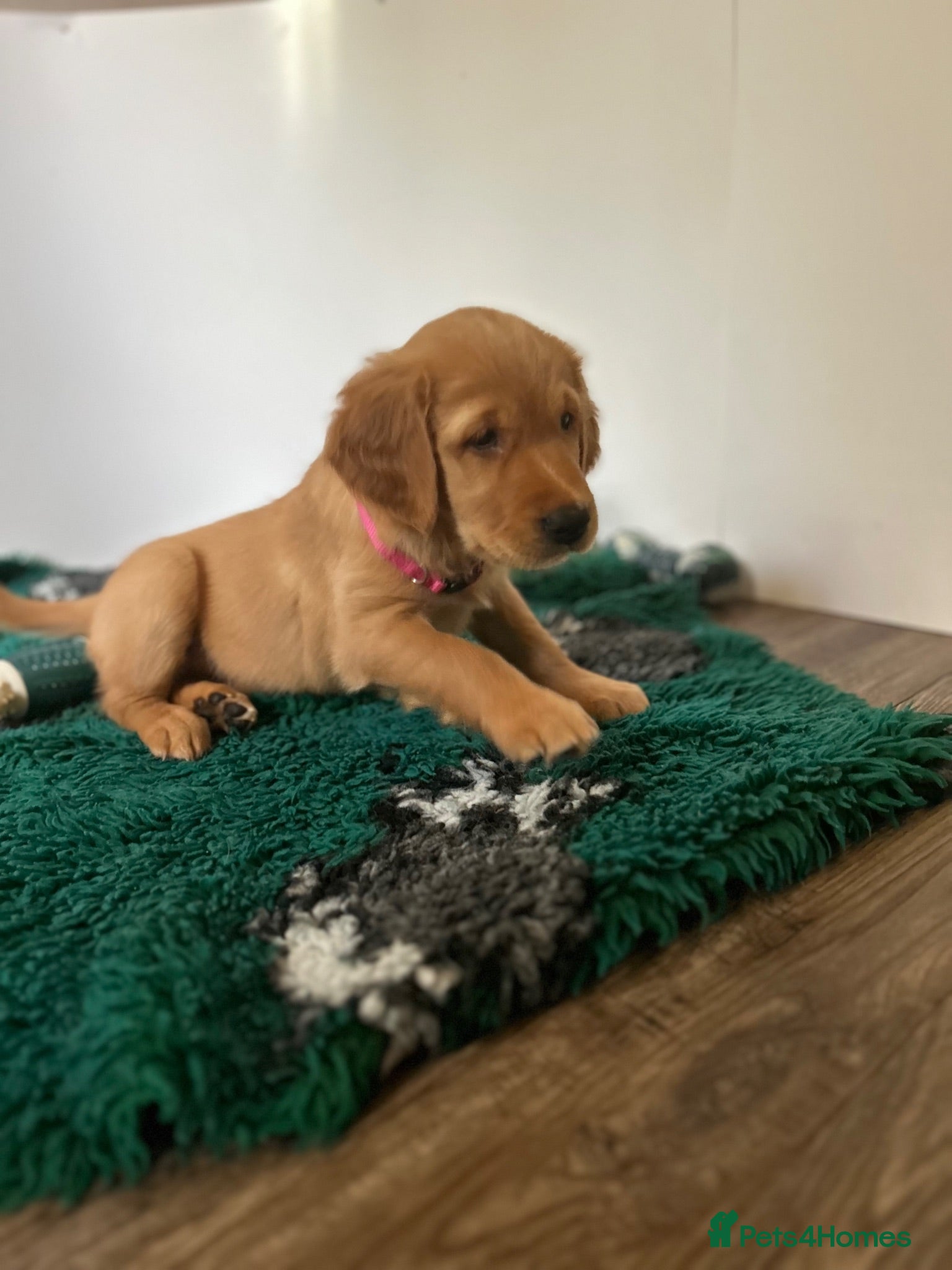 Golden Retriever dogs Beautiful litter of dark red golden retriever pups - Advert 1