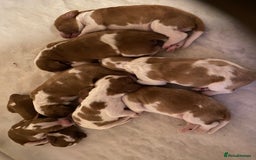 Welsh Springer Spaniel dogs for sale: Kc reg Welsh springer spaniel male puppies - Image 17