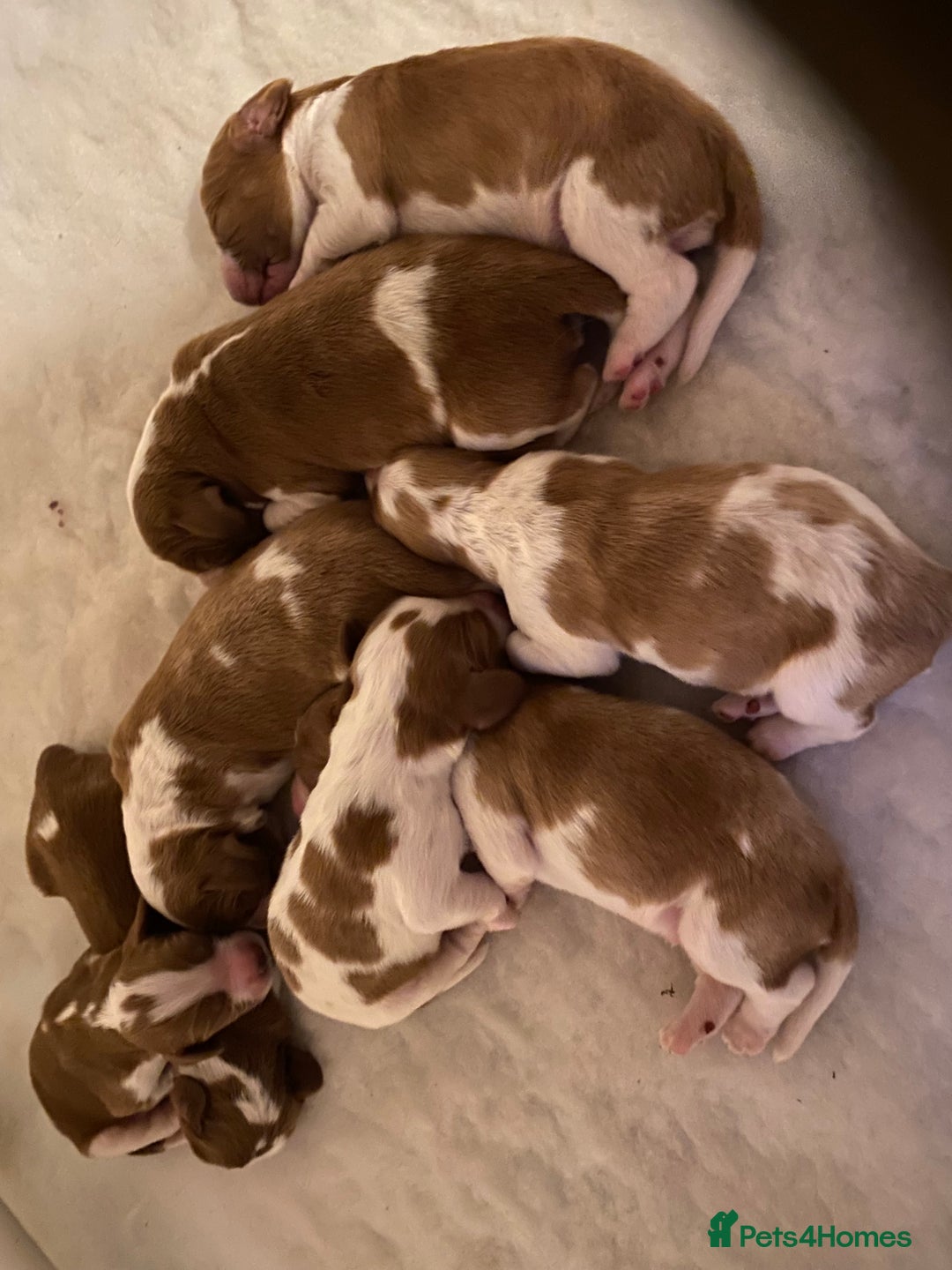 Welsh Springer Spaniel dogs for sale: Kc reg Welsh springer spaniel male puppies - Image 17