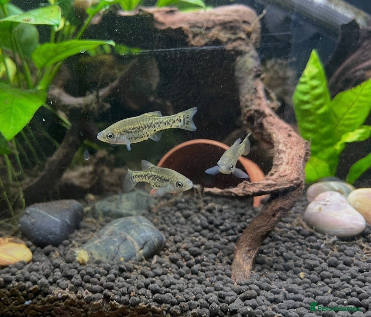 Live Bearers fish Ameca Splendens/Butterfly Splitfins - Advert 3