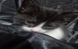 British Shorthair cats for sale: Kittens ready to go to new homes  - Image 9