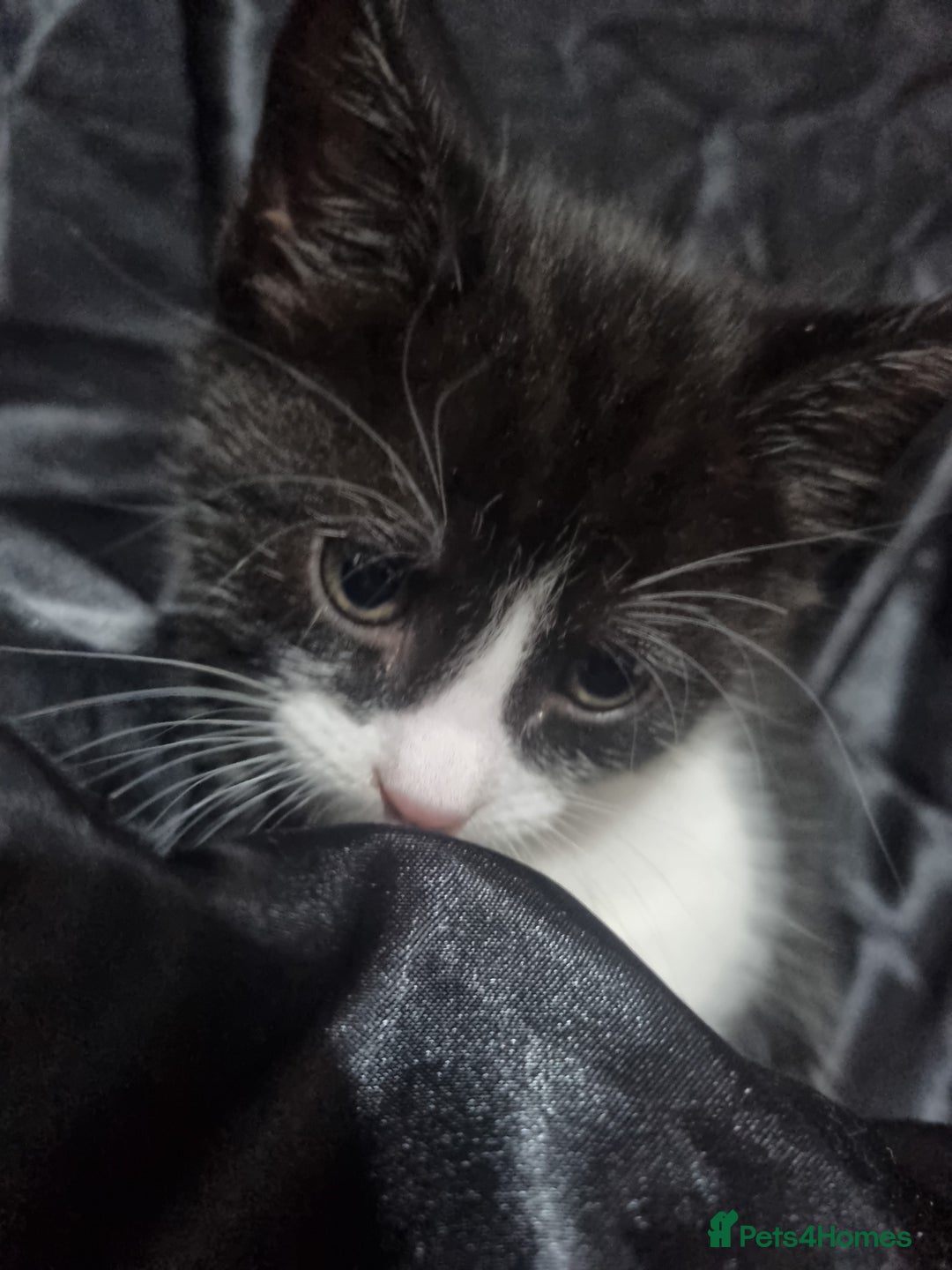 British Shorthair cats for sale: Kittens ready to go to new homes  - Image 9