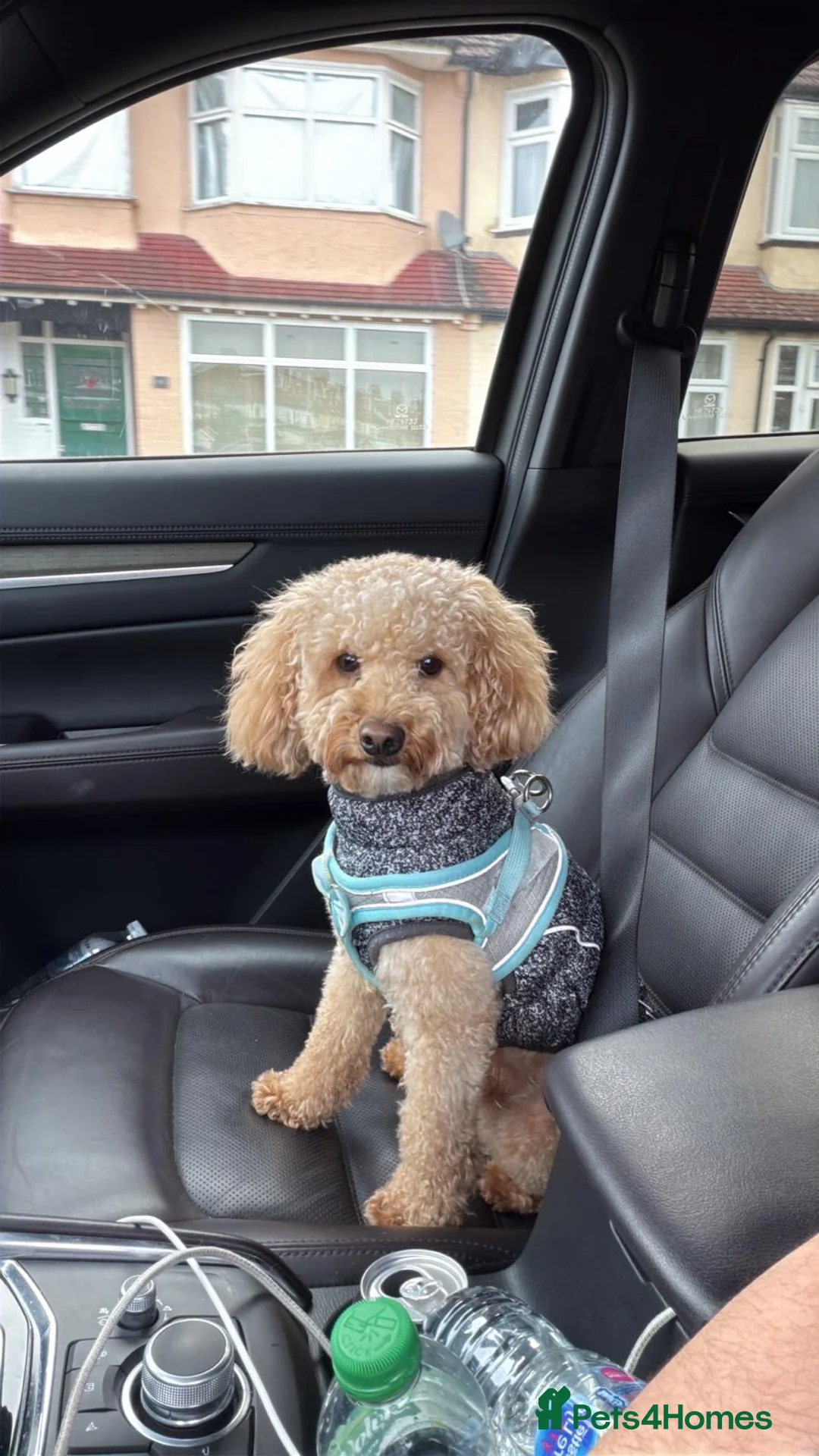 Toy Poodle dogs for sale: Rehoming Benji - Advert 2