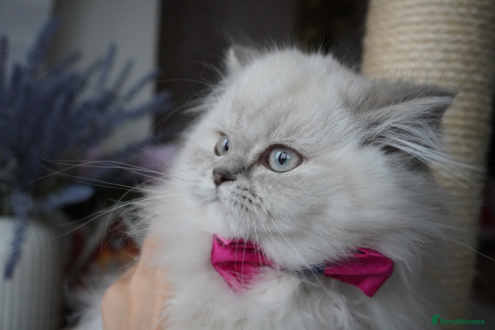 Scottish Fold cats ❣️Beautiful Female Longhaired❣️ - Advert 2