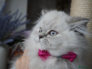 Scottish Fold cats ❣️Beautiful Female Longhaired❣️ - Advert 2