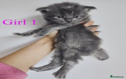 Maine Coon cats for sale: Blue Maine coon kittens - DNA health tested - Image 10