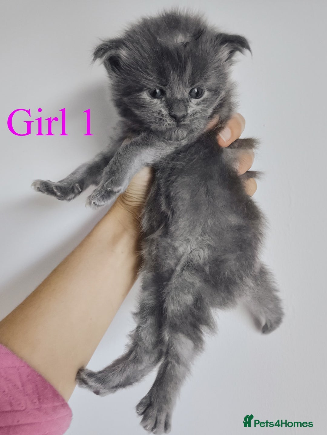 Maine Coon cats for sale: Blue Maine coon kittens - DNA health tested - Image 10