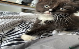 Ragdoll cats for sale: Stunning Ragdoll cross kittens - Image 4