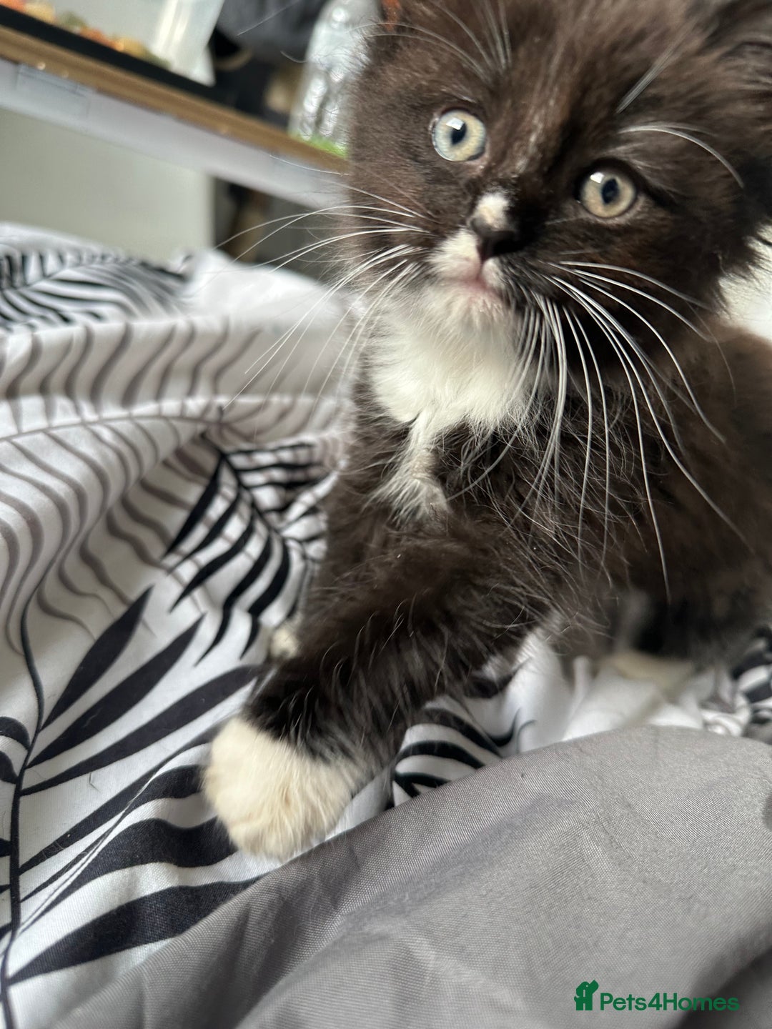 Ragdoll cats for sale: Stunning Ragdoll cross kittens - Image 4