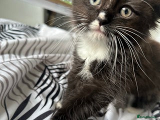 Ragdoll cats - Advert 6