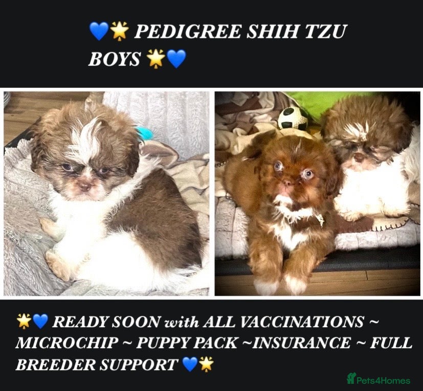 Shih Tzu dogs 💙 CUTE TEDDY BEAR SHIH TZU BOYS 💙 - Advert 2