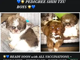 Shih Tzu dogs 💙 CUTE TEDDY BEAR SHIH TZU BOYS 💙 - Advert 2