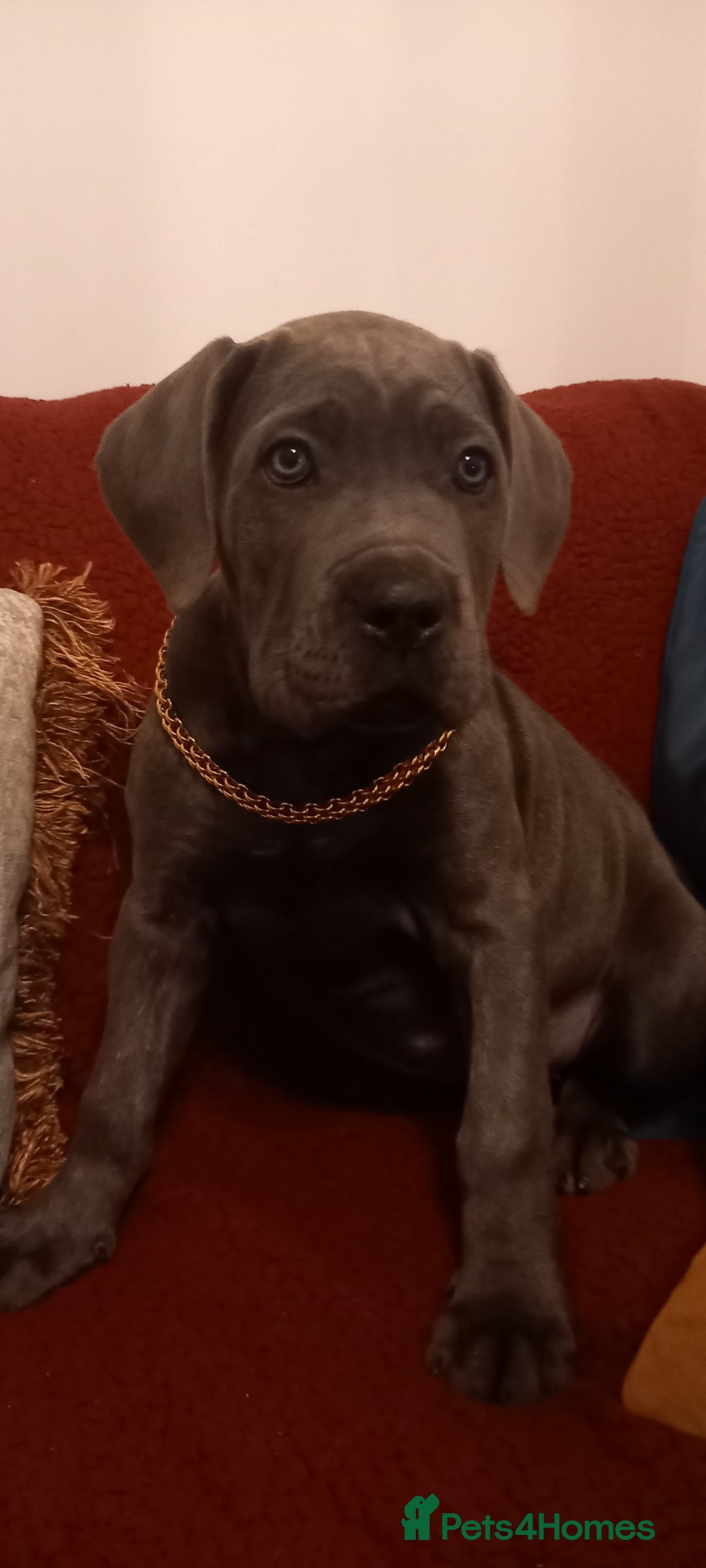 Cane Corso dogs for sale: ANNOUNCEMENT ONLY UK LITTER DEL DYRIUM LINES  🖤  - Advert 33