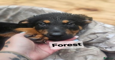 Mixed Breed dogs - Advert 1
