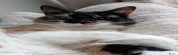 Domestic Shorthair cats for sale: Rehoming Amber 5yo Female Cat in Aberdeen - Advert 3