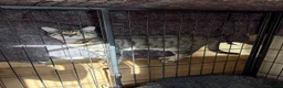 Bengal cats for sale: Beautiful Bengal Male  - Advert 3