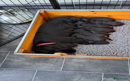 Cocker Spaniel dogs for sale: Show Type Cocker Spaniel Puppies - Image 3