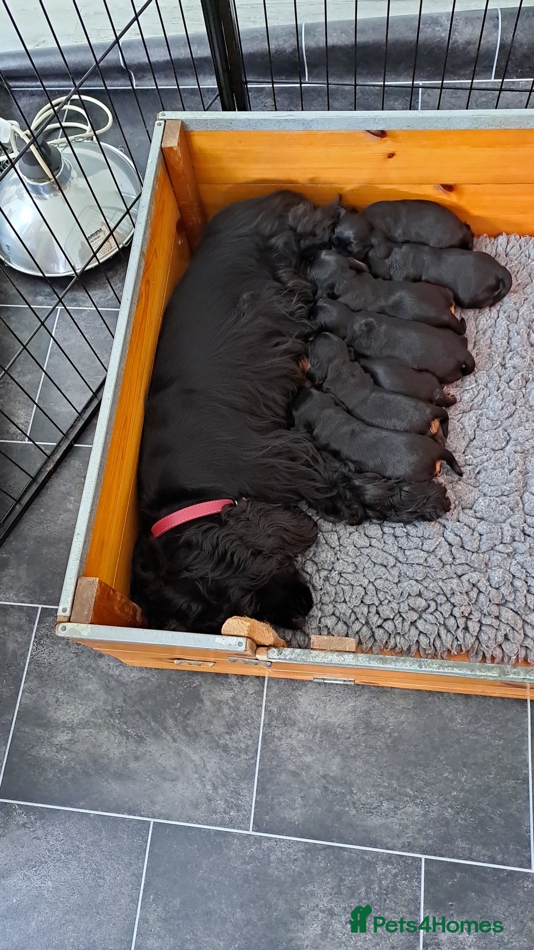 Cocker Spaniel dogs for sale: Show Type Cocker Spaniel Puppies - Image 3