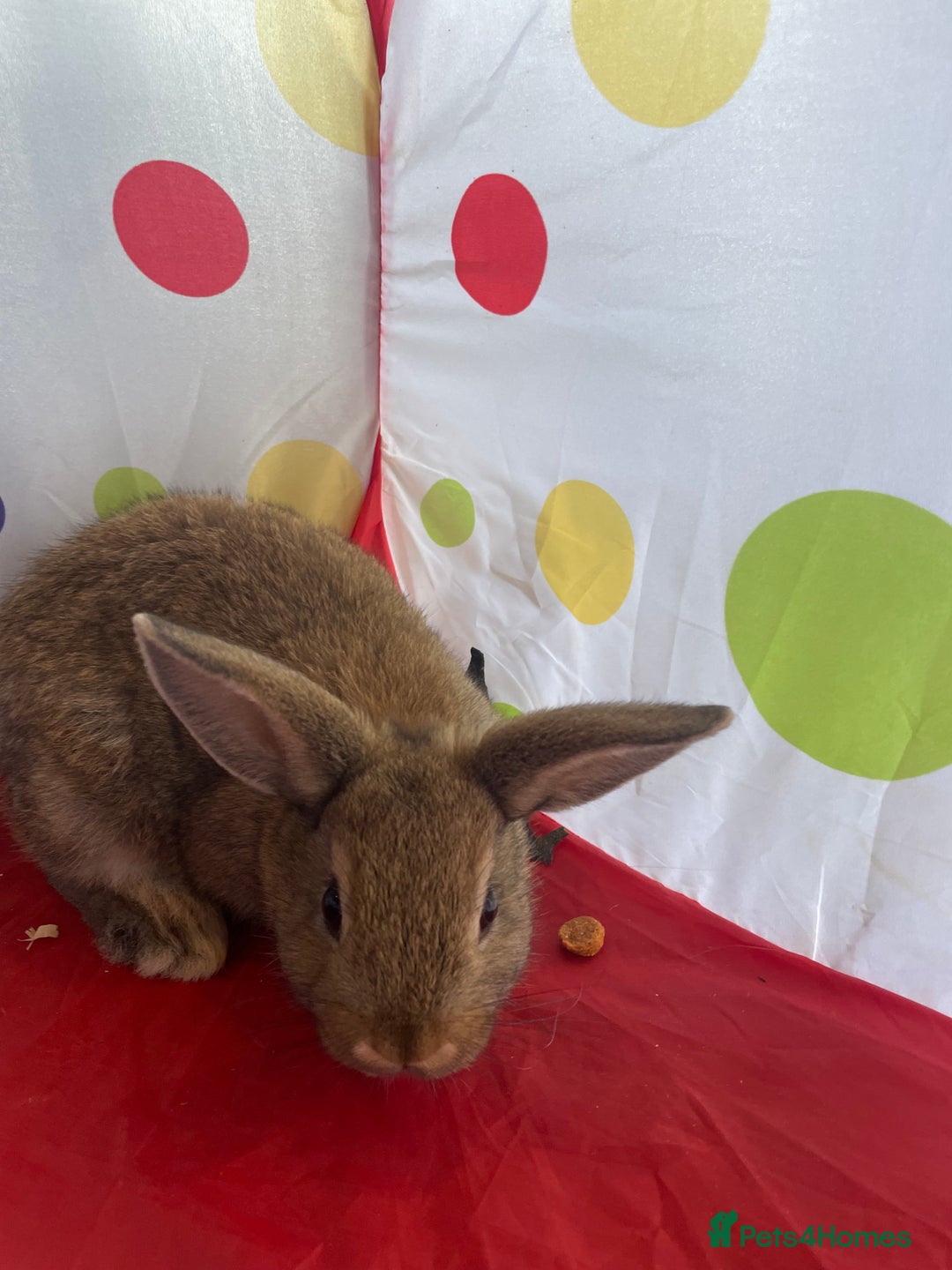 French Lop rabbits for sale: French lop mixed baby rabbits ready to go - Image 14