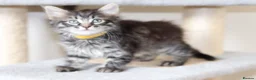 Mixed Breed cats for sale: Adorable Kittens Ready Soon - Advert 18
